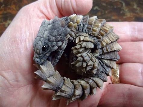 z OUT OF STOCK - BLUE EYED CRESTED DRAGON - Gonocephalus. . Captive bred armadillo girdled lizard for sale